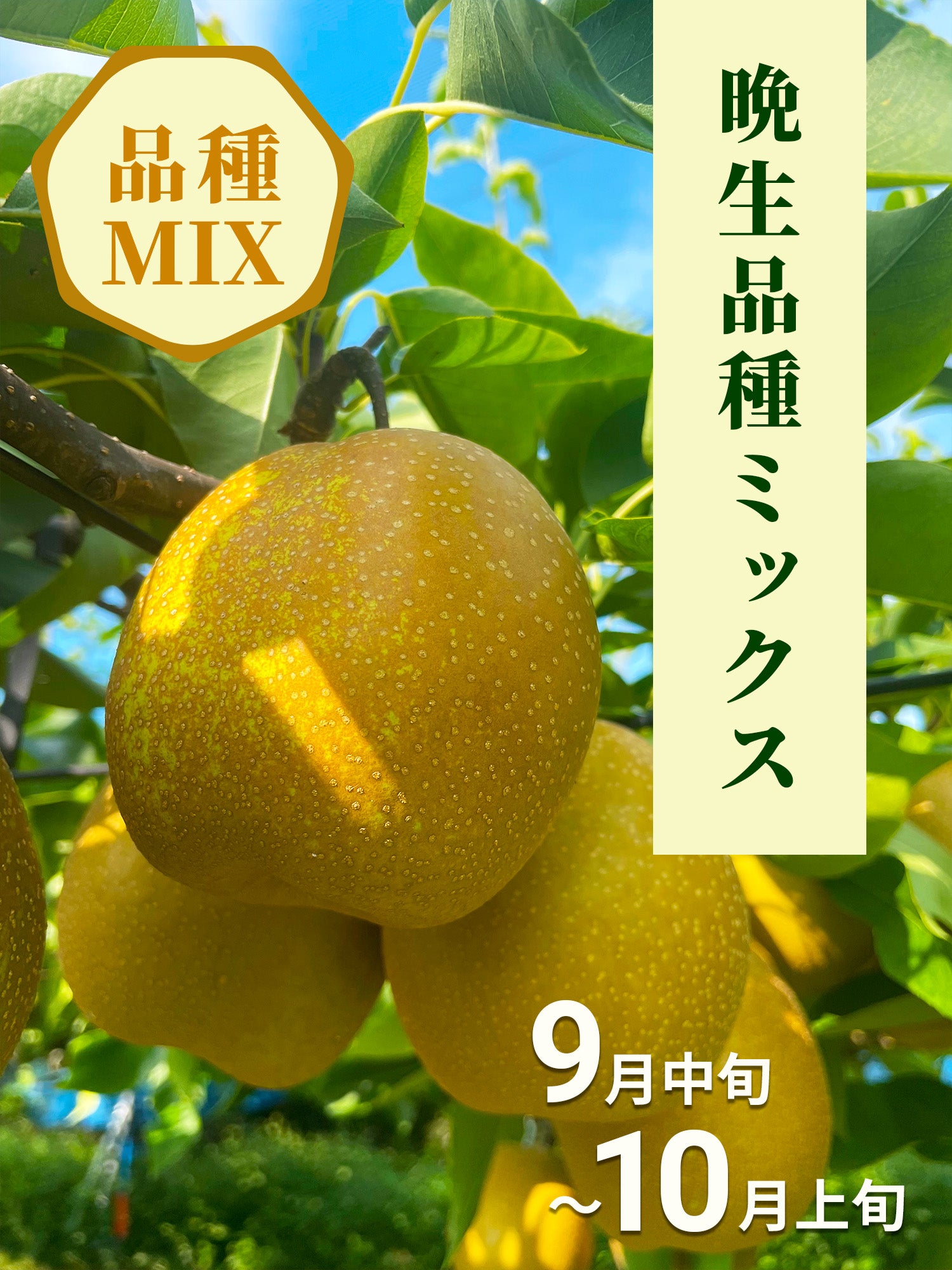 品種MIX】サイズおまかせ品種MIXセット 小箱 2.5kg – 齋藤園