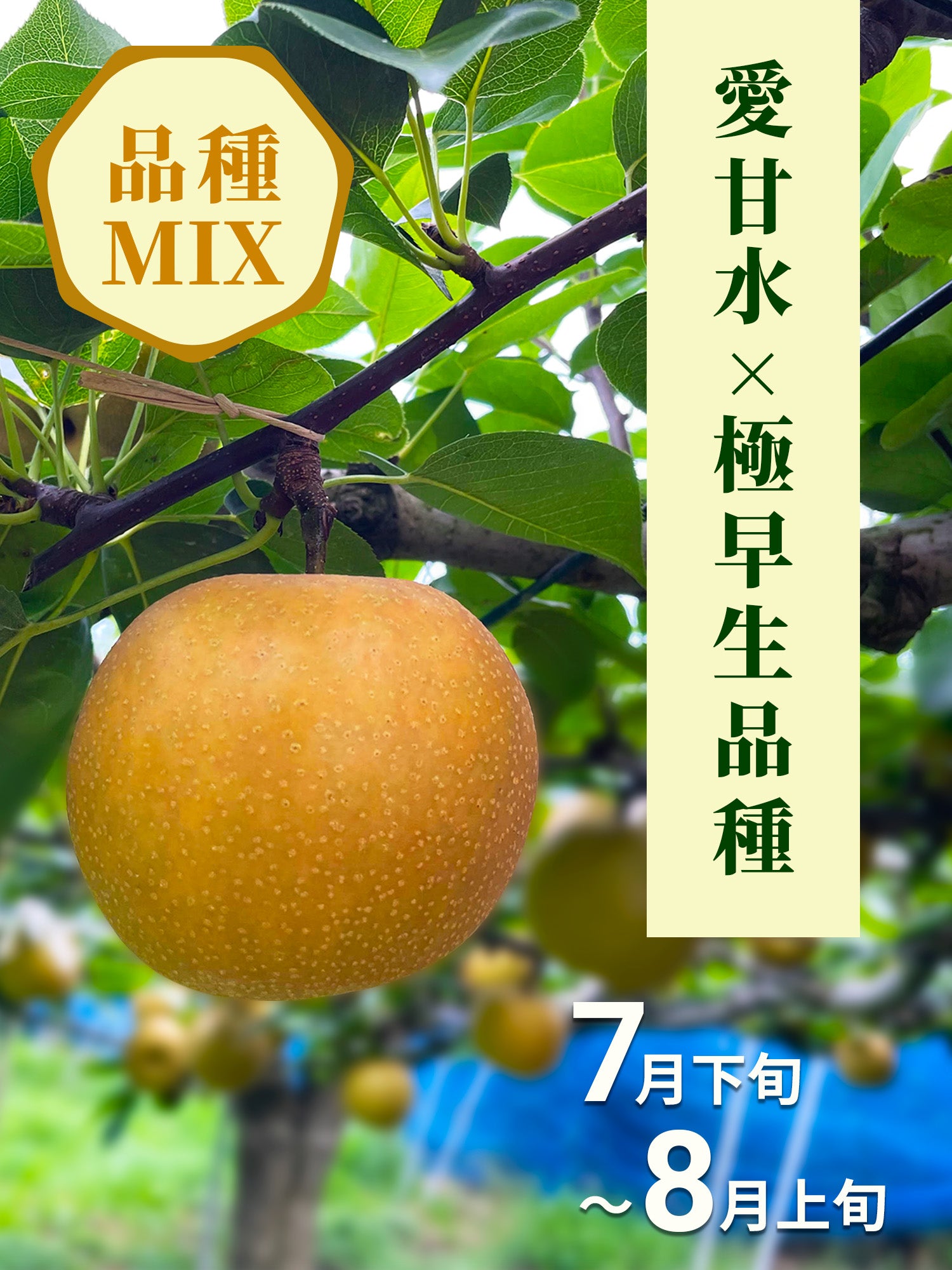 実践技術百科・前菜、小鉢、盛込、春夏秋冬4巻セット ネギ種子】 ダイヤ交配（トキタ種苗） 「陽春の宴（TSX-662