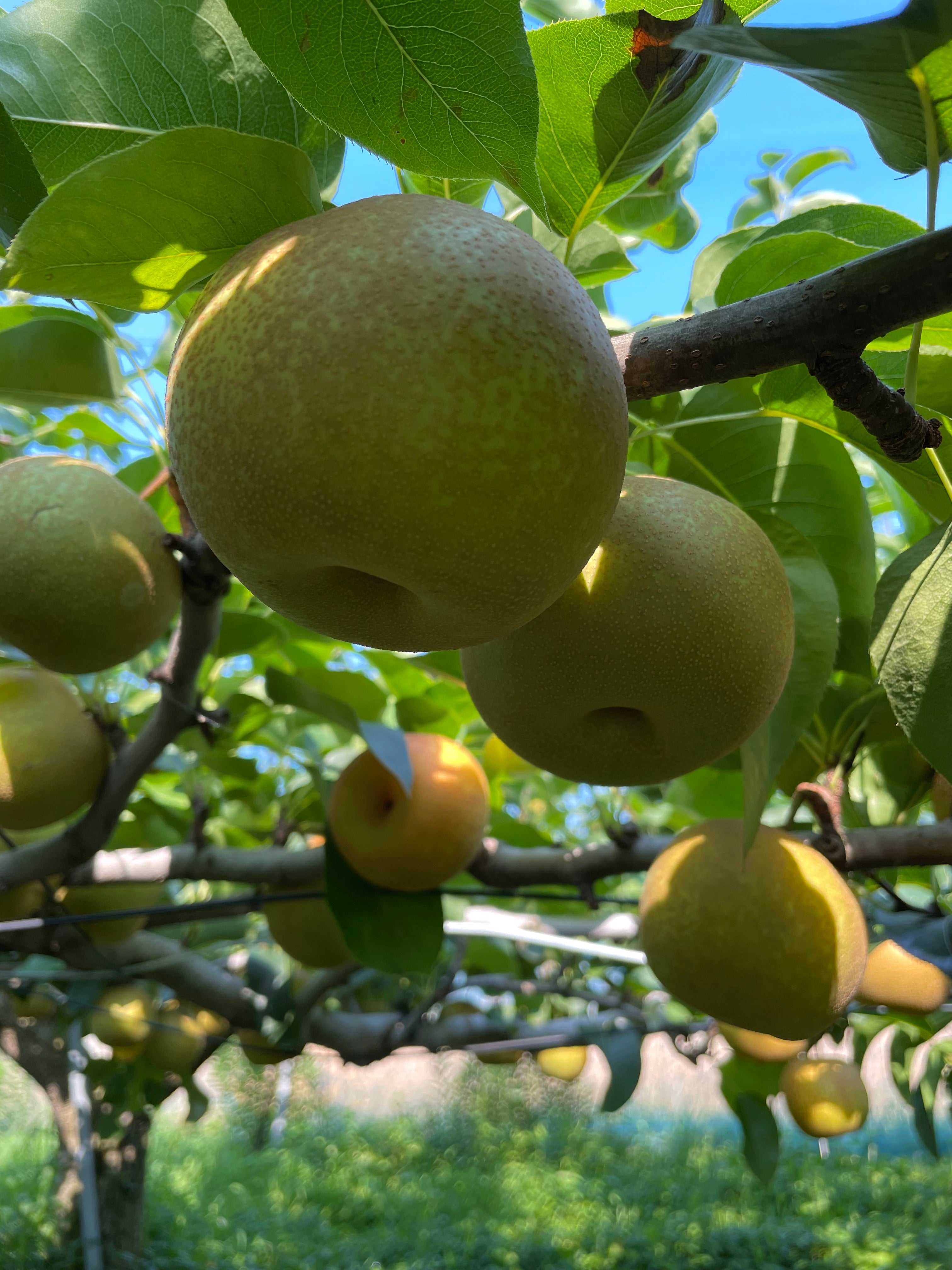幸水 大箱 5kg – 齋藤園