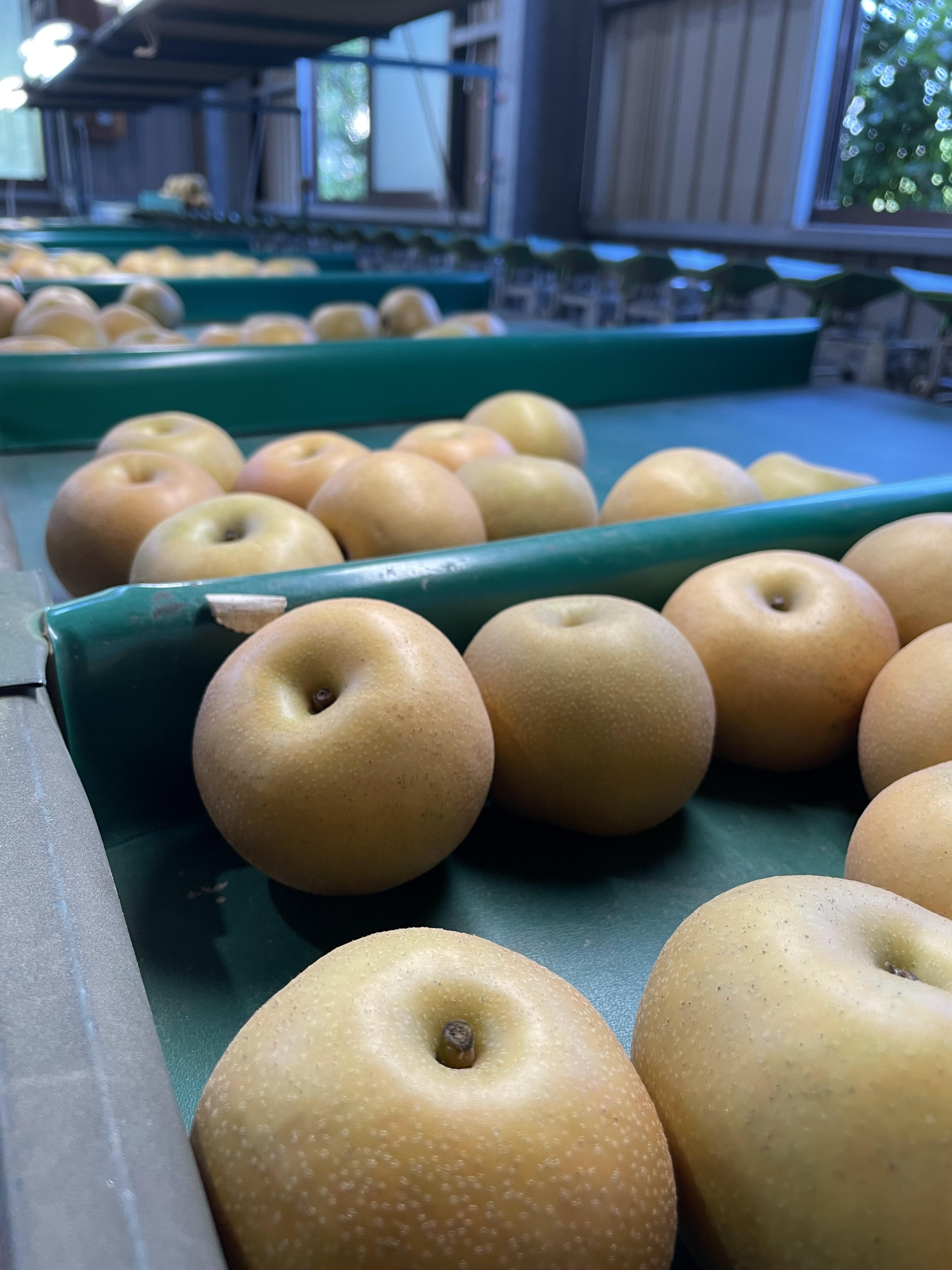 愛甘水 小箱 2.5kg – 齋藤園