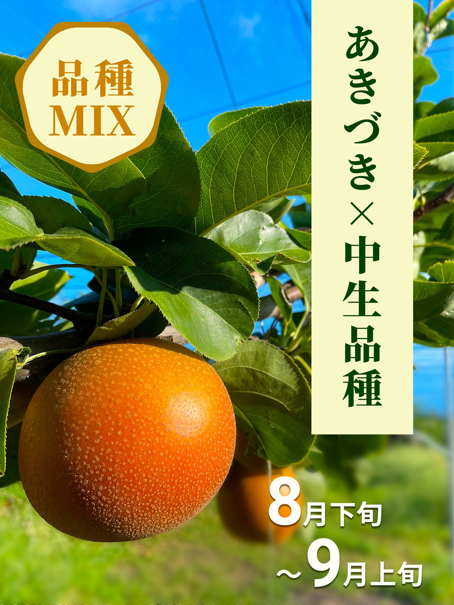 品種MIX】サイズおまかせ品種MIXセット 小箱 2.5kg – 齋藤園